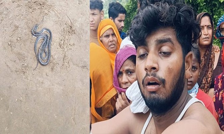 फिरोजाबाद में सांप के काटने पर पत्नी ने लिया बदला. नाग-नागिन दोनों को मार डाला