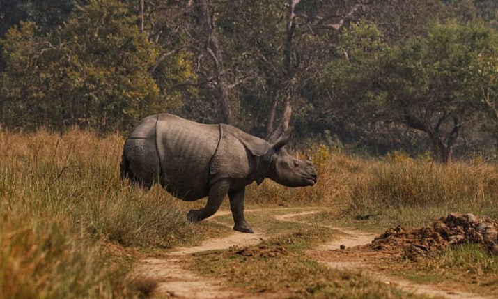 UP: गैंडों के संरक्षण के लिए लखीमपुर के दुधवा राष्ट्रीय उद्यान में बनाए जाएंगे प्राकृतिक आवास, धनराशि आवंटित