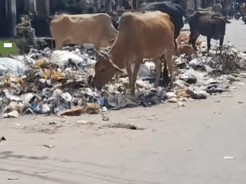 आगरा में सफाई कर्मचारियों की हड़ताल समाप्त, दोपहर बाद शुरू हुआ कूड़ा उठाव